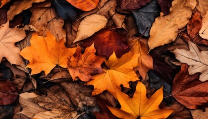 A Pile of Autumn Leaves Scattered on the Ground