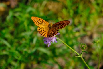 One butterfly silver-washed fritillary (Argynnis paphia) on purple flower. It is a common and variable butterfly