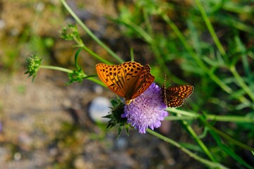 Two butterflys silver-washed fritillary (Argynnis paphia) on purple flower. It is a common and variable butterfly