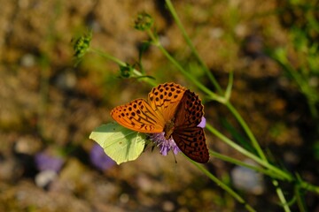 Two butterflys silver-washed fritillary (Argynnis paphia) and common brimstone (Gonepteryx rhamni) in purple flower. 