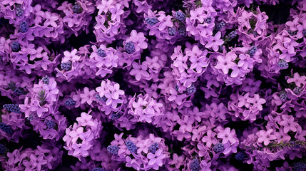 Lavender flowers background. lavender background