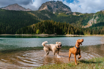 Two Happy Dogs Playing in Mountain Lake