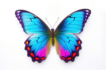 front butterfly insect concept