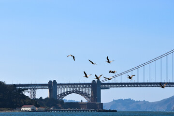 Birds in California