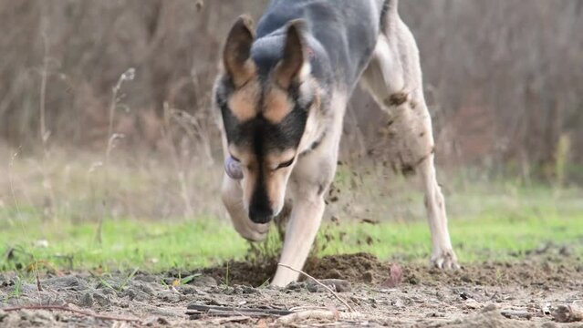 cute mixed breed dog digging hole in sand, walking outdoors. slow motion