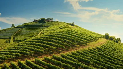 Foto auf Acrylglas Green vineyard on a hill © Veniamin Kraskov