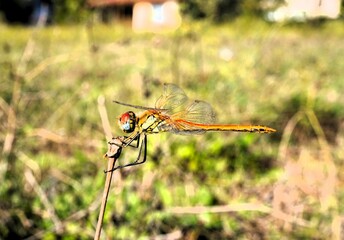 dragonfly resting on a branch