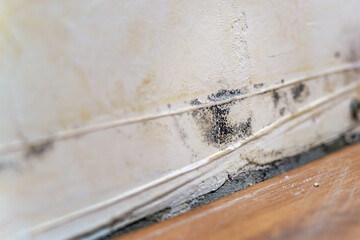 Traces of black fungus on the wall under the wallpaper