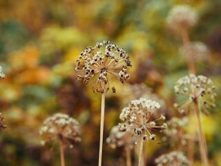 Dried up by autumn arrows of perennial green onions with heads of ripened seeds in the autumn bed in the rural kitchen garden. Selective focus.