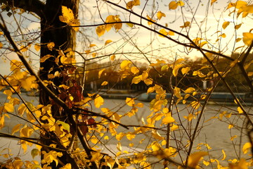 Automne de Paris