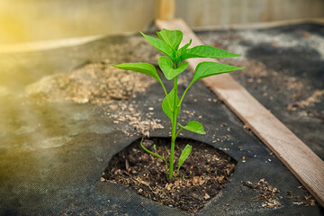 pepper plant in the garden in the early morning.