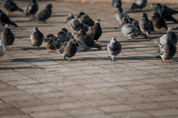 A flock of pigeons walks along the tiles on the street in the city in search of food. Animal photography.