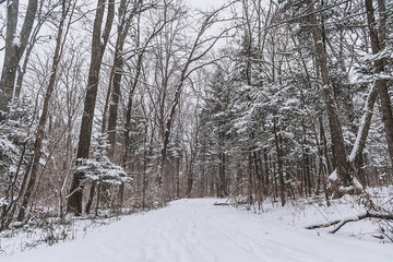 Taiga, winter forest. Pine trees in a snowy forest on a winter day. Forest covered with snow.