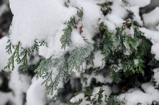 Closeup photo of snow-covered evergreen spruce, coniferous tree, branches in ice, in snow in frosty winter in forest outdoors in nature.