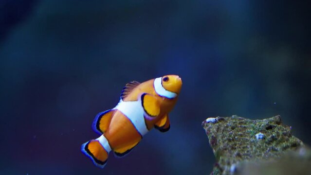 Ocellaris Clownfish In Its Underwater Realm