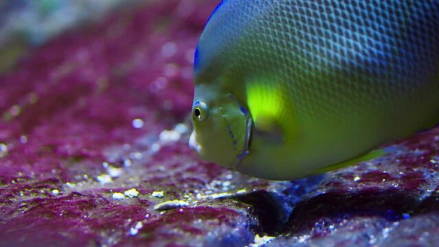 Close-up Shot Of A Queen Angelfish