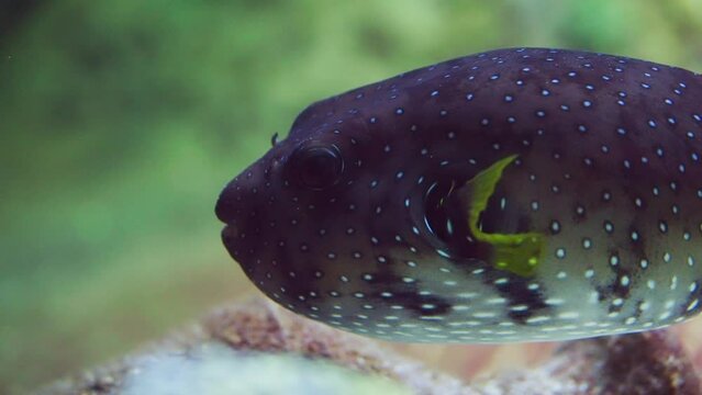 White-spotted Puffer In Aquatic Realm
