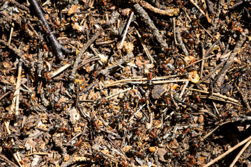 Ants close-up. Ants family. Little black ants are at work. Ants with prey at the entrance to the termite mound. Clay and small stones texture. Mink in the ground. Green grass near termite mound