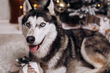 Obraz premium Purebred black and white siberian husky sitting on the carpet, Christmas Tree New Year decorations toys balls decorated interior holiday vacation atmosphere gifts presents garlands 