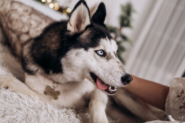 Funny grimace purebred black and white siberian husky lying on bed, Christmas Tree New Year decorations toys balls decorated interior holiday vacation atmosphere gifts presents garlands
