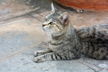 A gray striped cat lies on the sidewalk