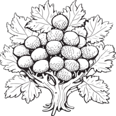Foto op Plexiglas anti-reflex quercus tree coloring page © nizar