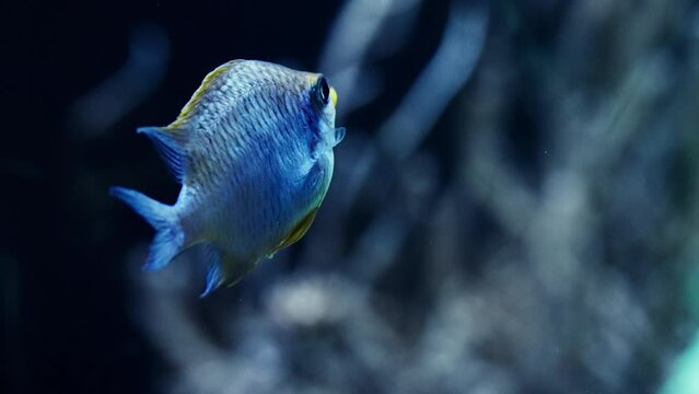 A Ternate Damselfish Up Close