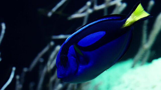 Blue Tang Against Coral Formations