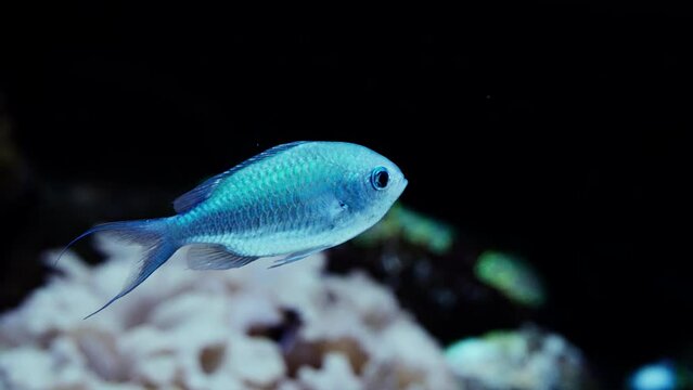 Blue-green Chromis Swimming In Place