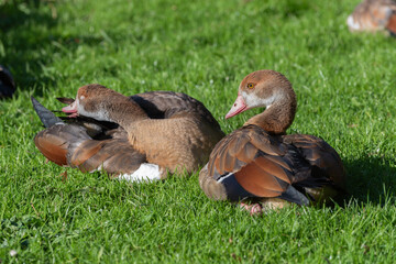 Two young Nile or Egyptian geese (Alopochen aegyptiaca) resting and cleaning their plumage while lying on the grass