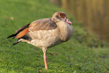 Portrait of a young Egyptian or Nile goose, about seven months old,  resting on one leg on the shore of a lake