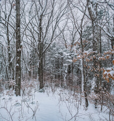 Taiga, winter forest. Pine trees in a snowy forest on a winter day. Forest covered with snow.