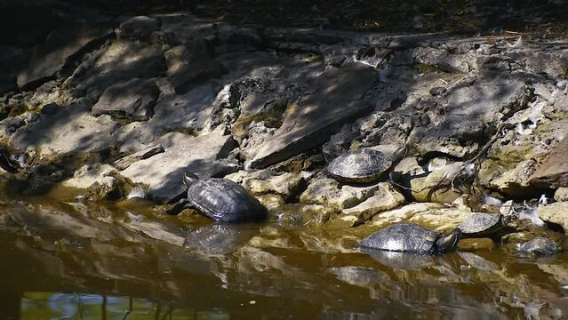 turtles bask in the sun and swim in the lake