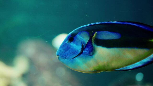 Exotic Blue Tang Fish Swimming