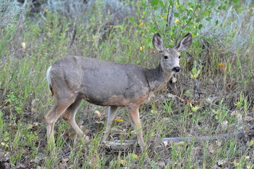 Wild Deer at Theodore Roosevelt National Park