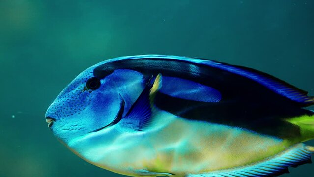 Graceful Movement Of The Blue Tang