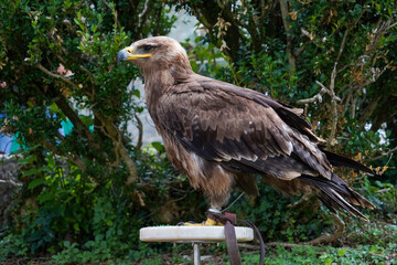  closeup of Golden eagle on green natural background 