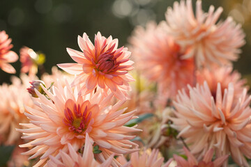 Blooming dahlia flowers in the garden. Color of the year 2024, peach fuzz color, blur, selective...