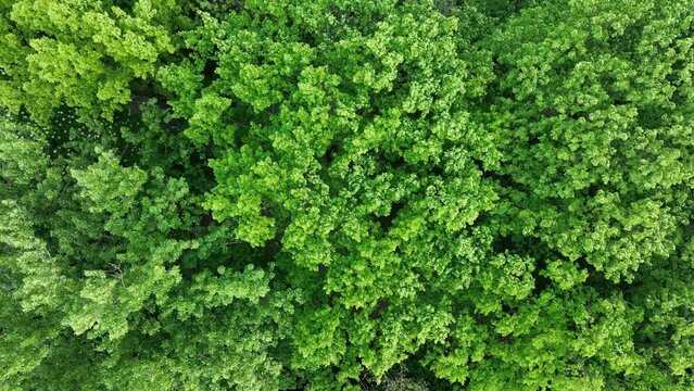 View from above of the green forest. 