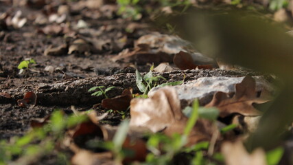Ground