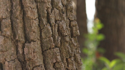 bark of a tree