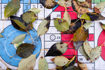 jugando con el otoño