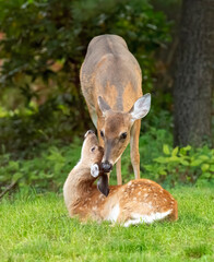 White tail-ed female deer and fawn showing affection