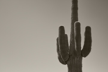 A saguaro cactus, Carnegiea gigantea, at Apache Junction, Arizona, USA