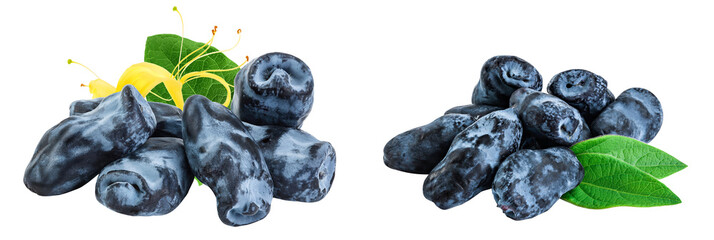 Fresh honeysuckle blue berry isolated on white background with full depth of field