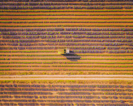 Aerial view of a Lavender Harvest near Moustiers Saintes Maries, Provence, France.