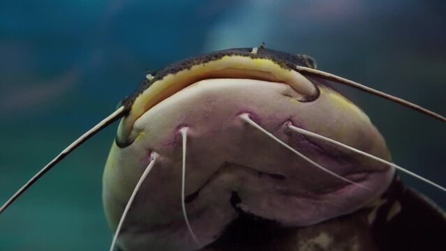 Close-up Shot Of A Redtail Catfish
