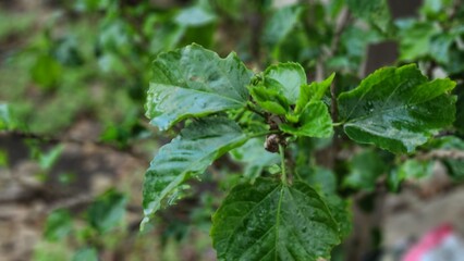 dew on a leaf