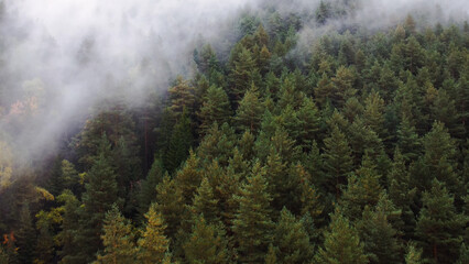 flying over the forest in the mountains with floating fog