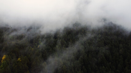 flying over the forest in the mountains with floating fog